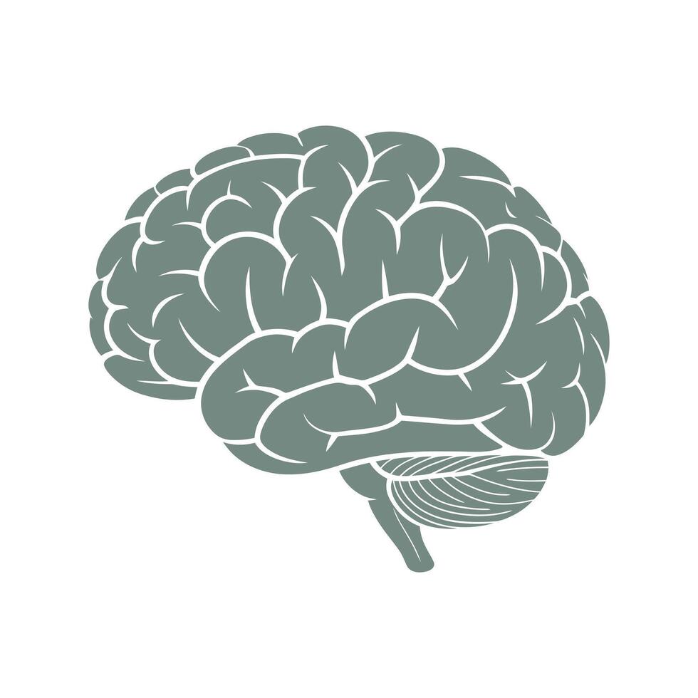 Anatomical Illustration of the Human Brain in Profile View Showing the Lobes and Structures Rendered in a Simple Monochromatic Style on a White Background vector