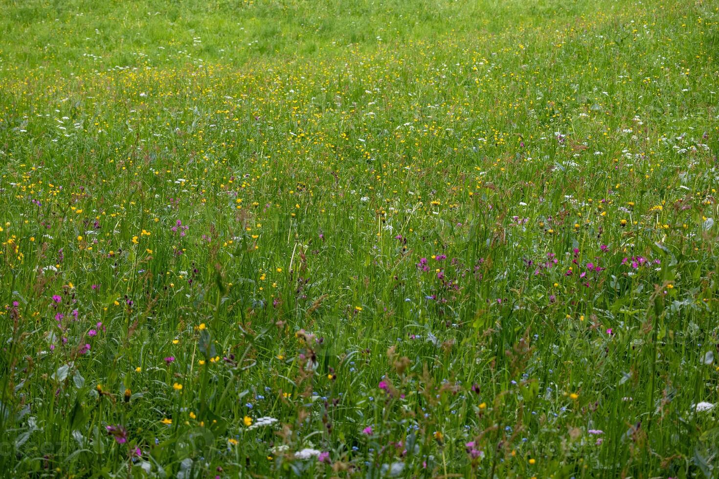 A lush green meadow filled with a variety of vibrant wildflowers under sunlight. photo