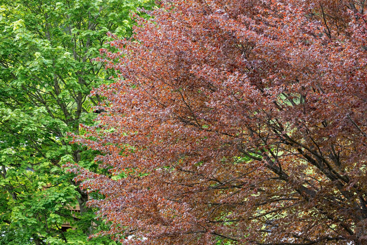 A vibrant display of red and green leaves on trees create a stunning contrast in nature. photo