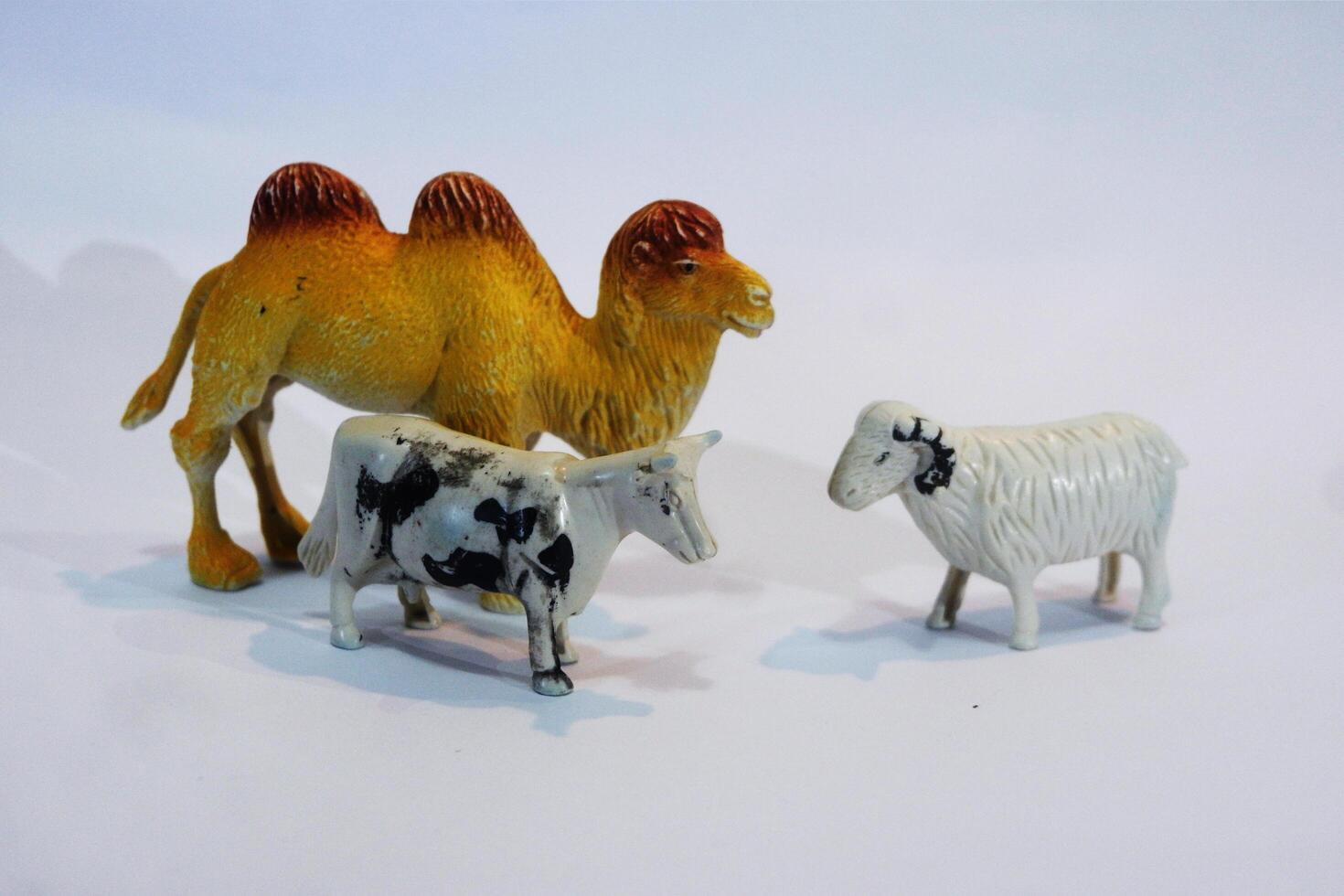A white background with a camel, sheep and a goat photo