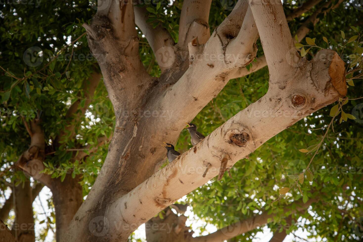 Two Common Myna chicks with open beaks perched on tree branch, calling for food outdoors photo