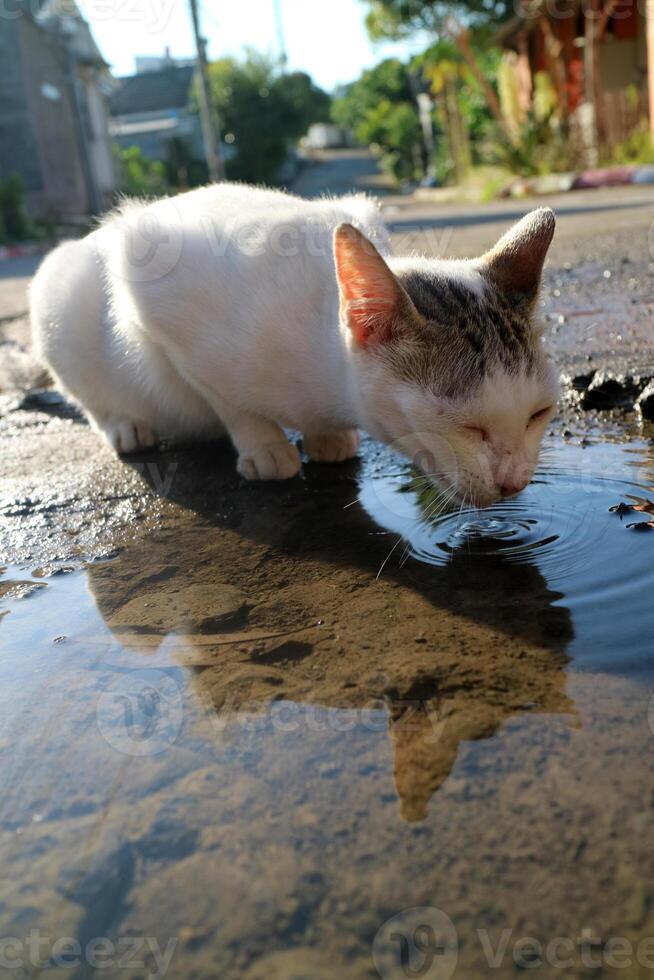 A snow-white cat with a smoky grey crown pauses at a sunlit puddle in the heart of the road, delicately sipping as daylight dances on the rippling water photo
