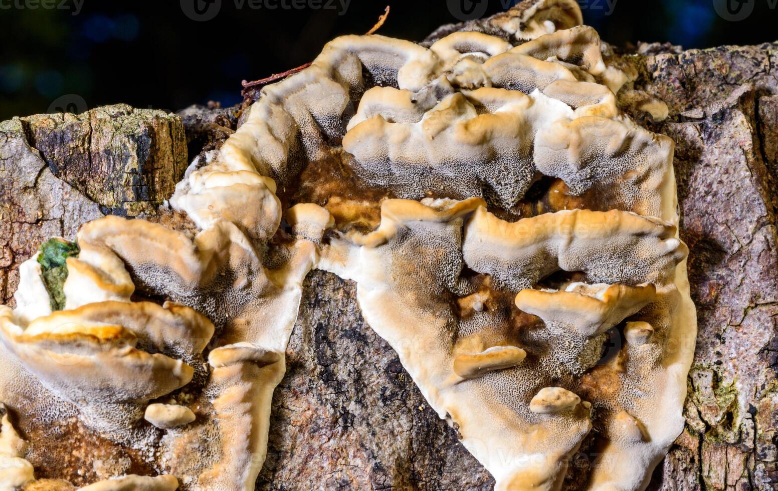 Bjerkandera fumosa - saprotrophic fungus growing on an old rotten stump of a large deciduous tree photo