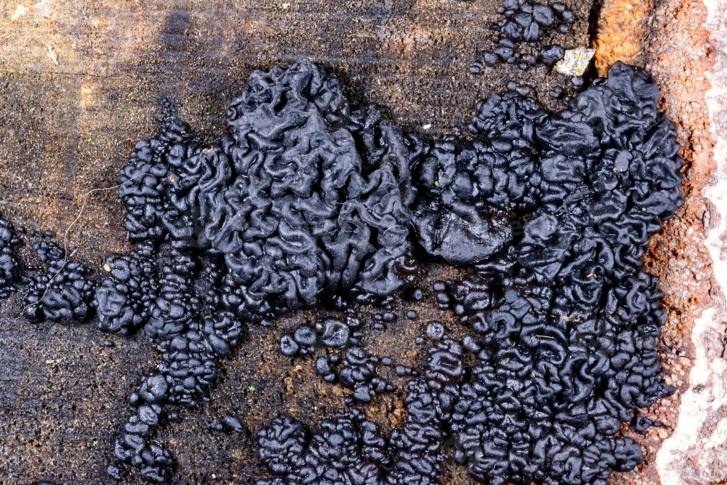 Exidia nigricans, saprotrophic fungus growing on an old rotten stump of a large deciduous tree. photo