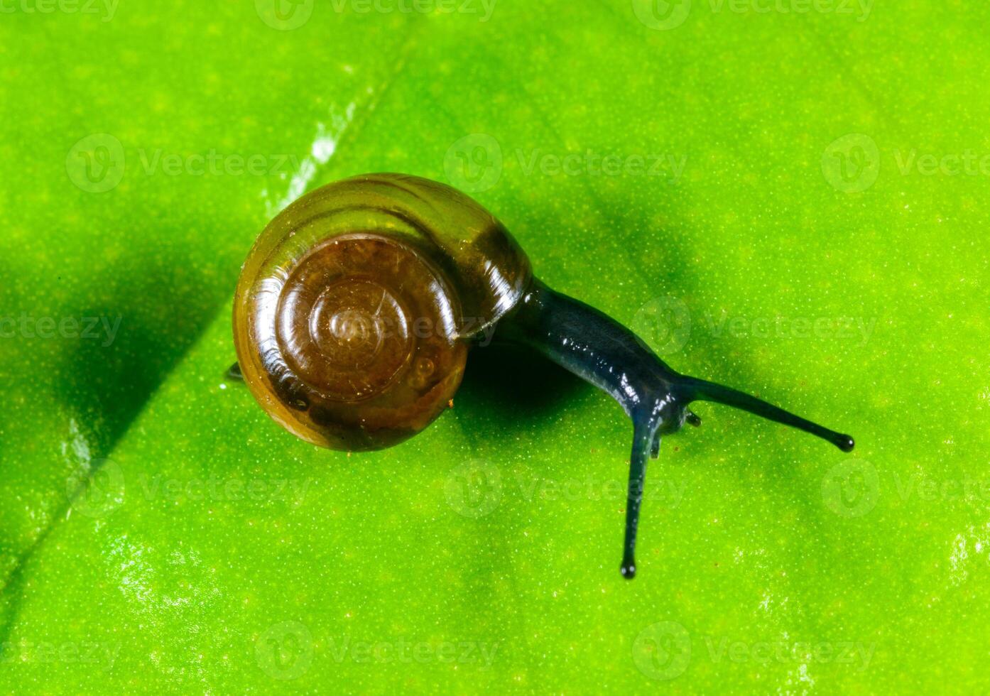 Oxychilus translucidus, Stylommatophora, Zonitidae, small mollusk with a transparent yellow shell on a green leaf. photo