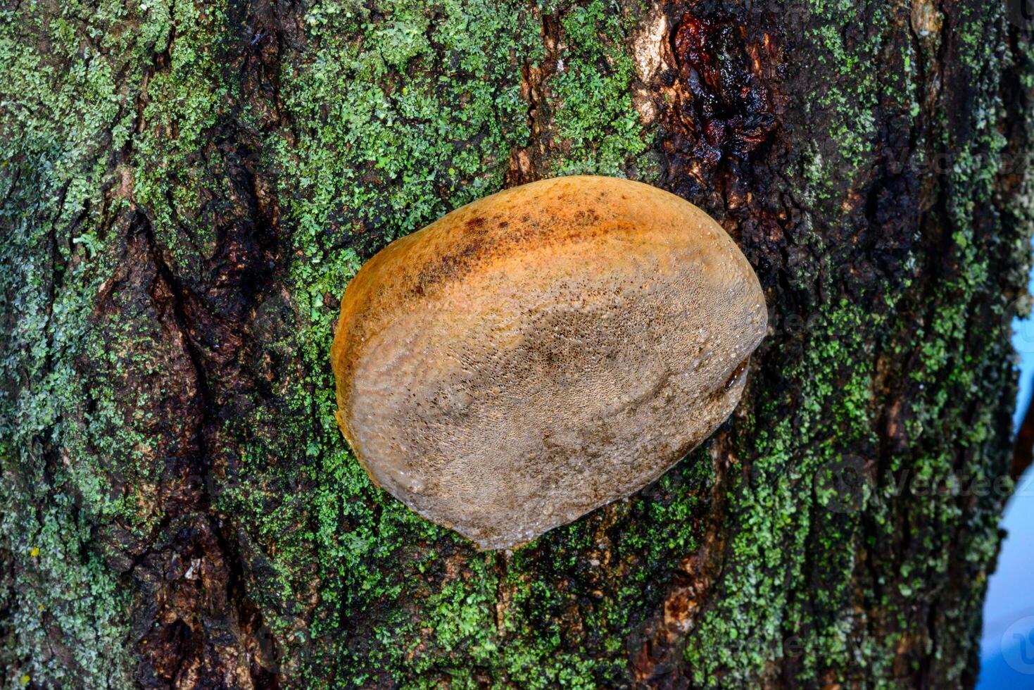 Phellinus sp. young tinder fungus growing on an old apricot tree photo