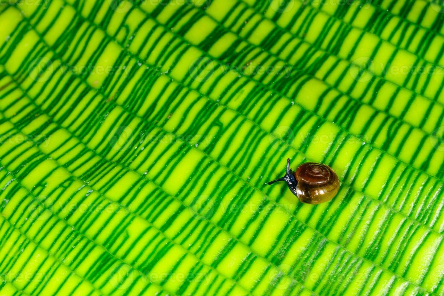 Oxychilus translucidus Stylommatophora, Zonitidae small mollusk with a transparent yellow shell on a green leaf of a plant photo