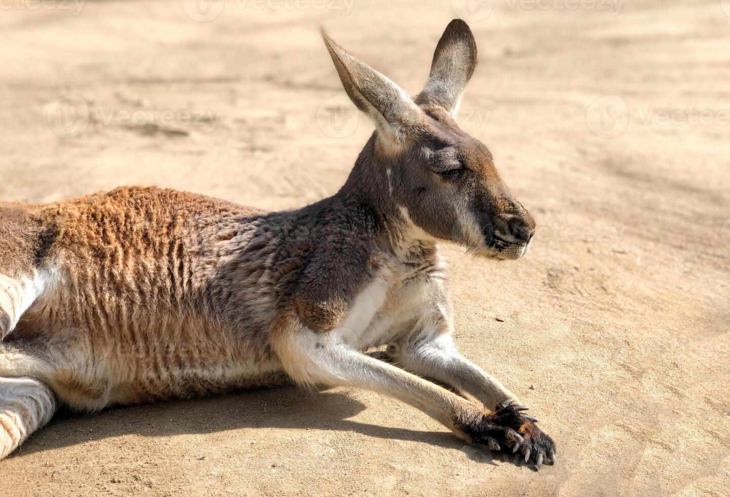 Close up photo of a relaxed kangaroo lying on sandy ground in bright sunlight.