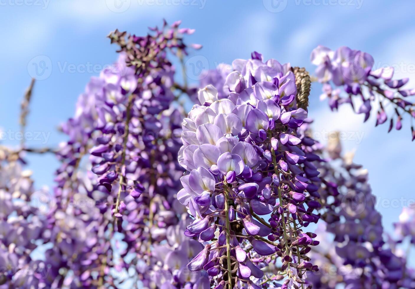 Close-up of blooming purple wisteria flowers cascading from a vine against a clear blue sky photo