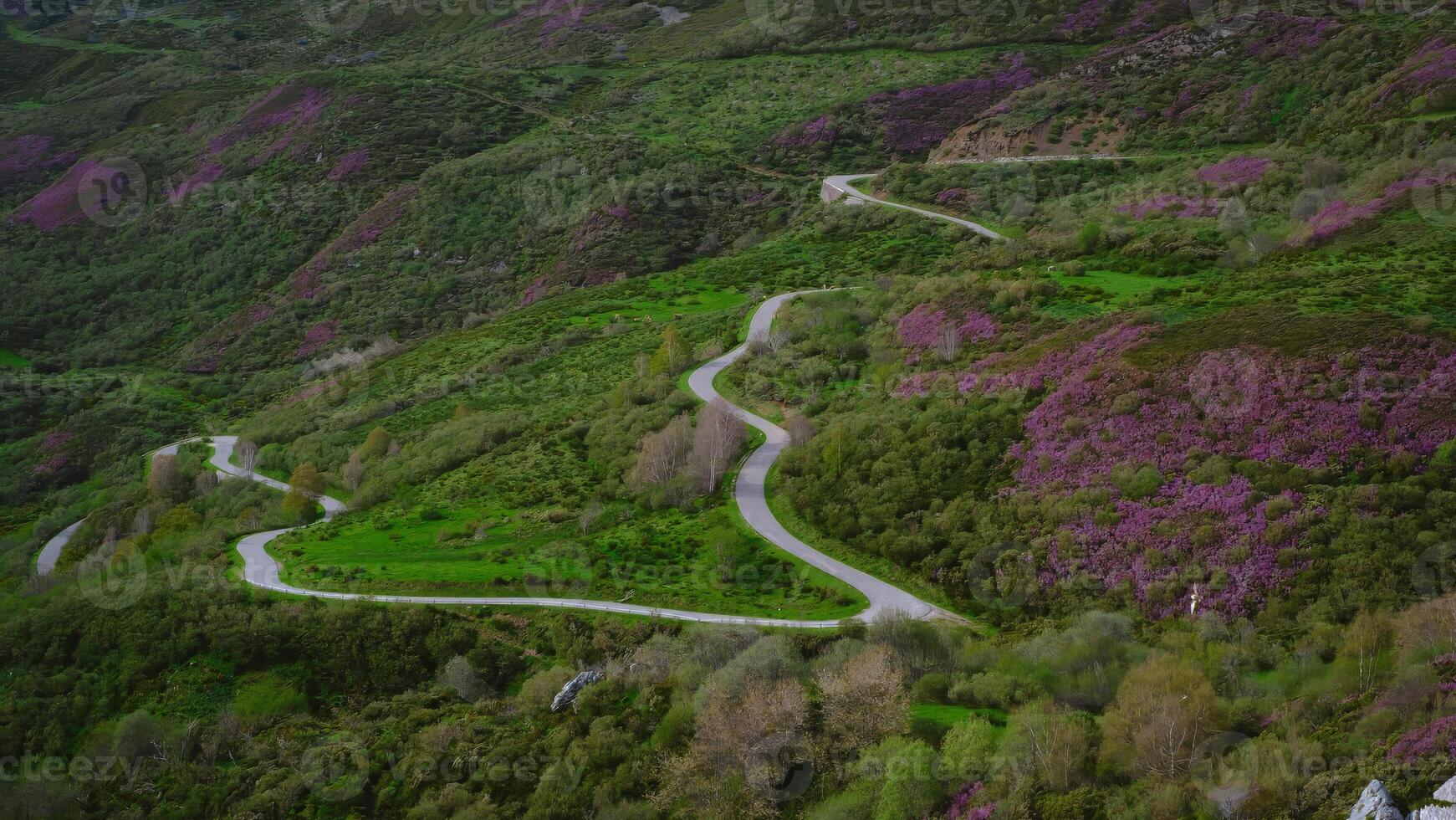 Winding mountain road cutting through lush green hills in Asturias, Spain covered with vibrant spring vegetation and purple blooming heather photo