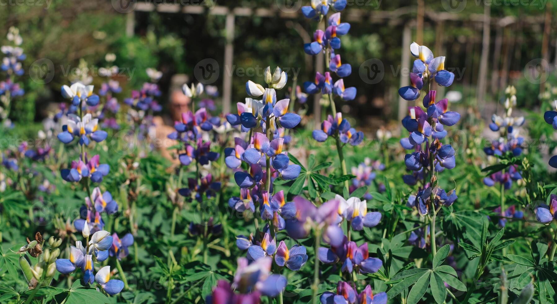 Beautiful field of blooming lupine flowers in vibrant shades of blue, purple, and white, captured in daylight photo
