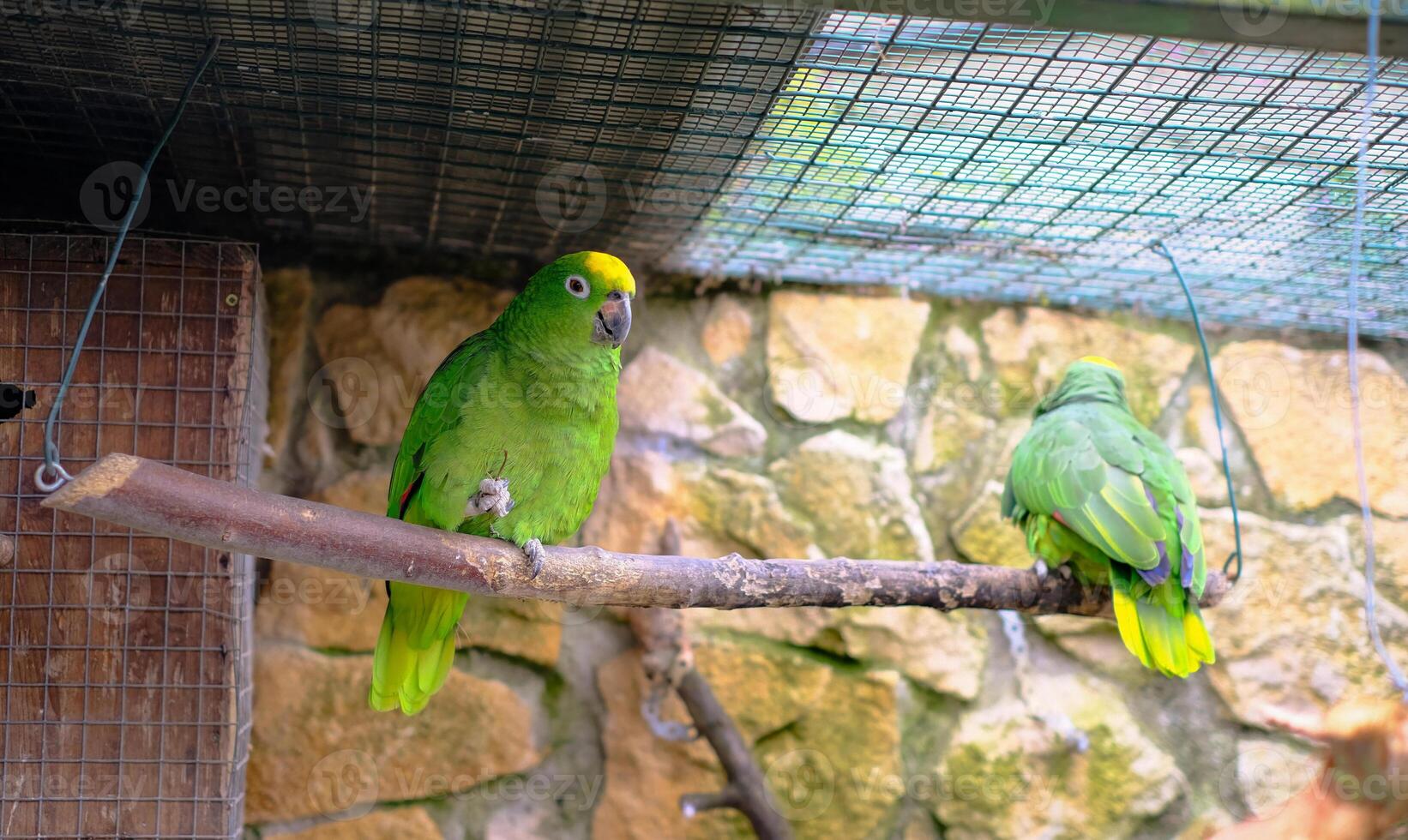 Two green Yellow-headed Amazon parrots perched on a branch inside an aviary photo