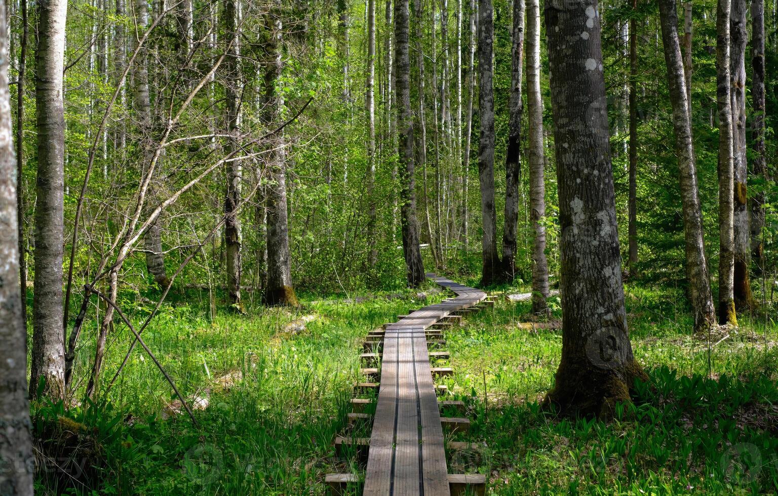 Wooden boardwalk path winding through a lush green forest during spring or summer photo