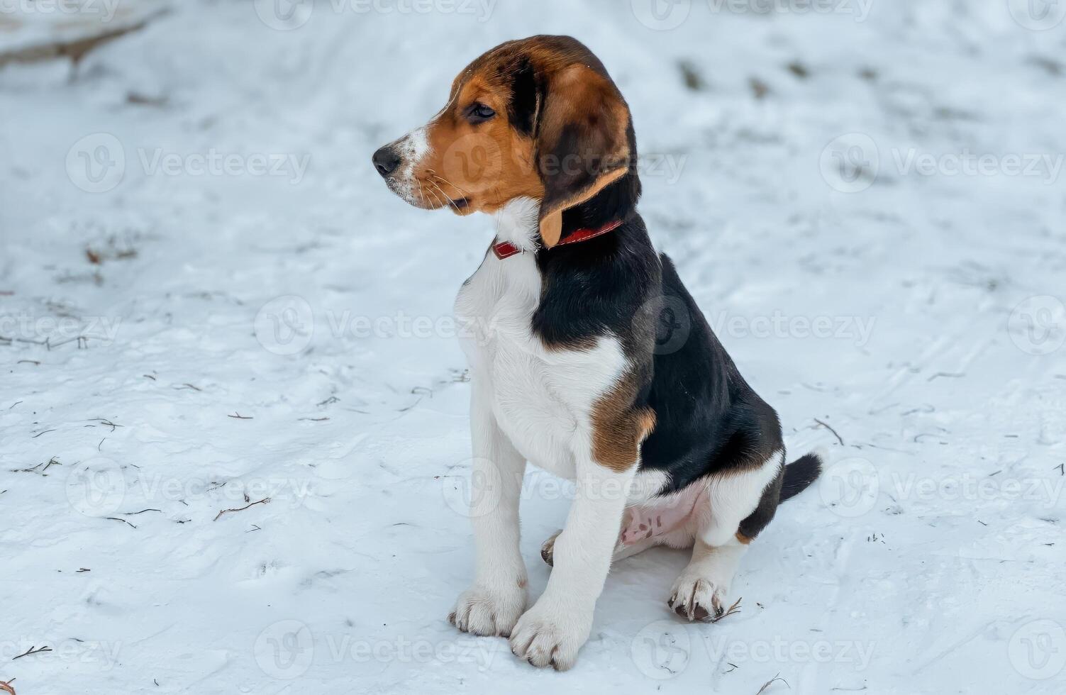 Adorable tricolor hound puppy sitting on snowy ground in winter photo