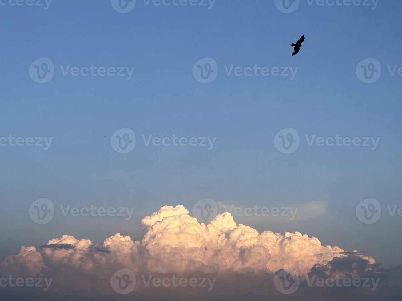 Fluffy pinkish clouds at sunset with a bird soaring above. photo