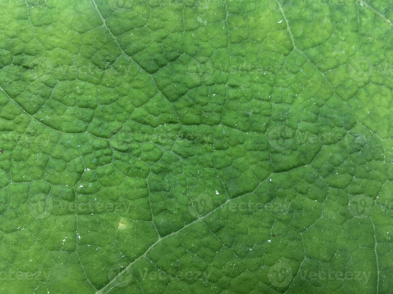 Green leaf surface highlighting natural vein patterns. Leaf texture macro shot. photo