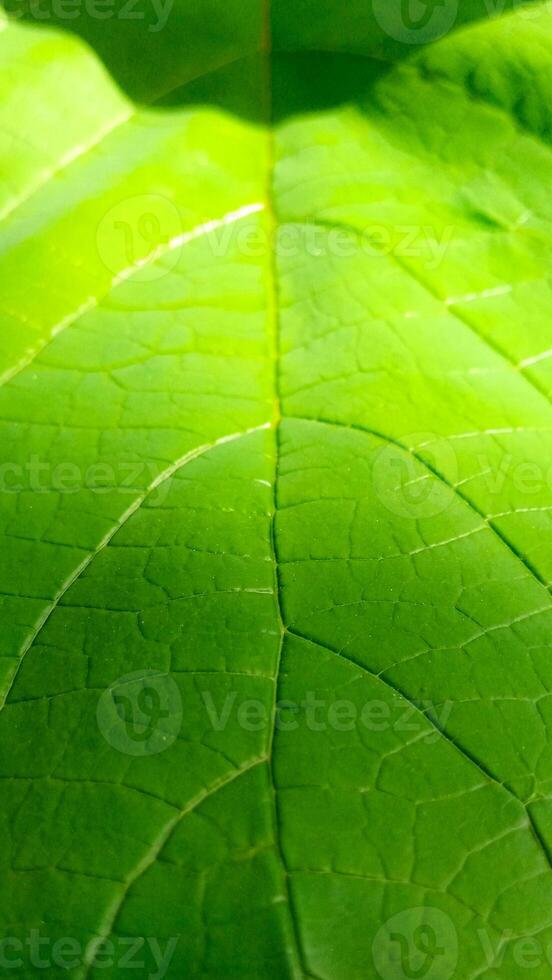 Close-up green leaf texture, perfect for eco-design, nature backgrounds, products, and educational use. photo