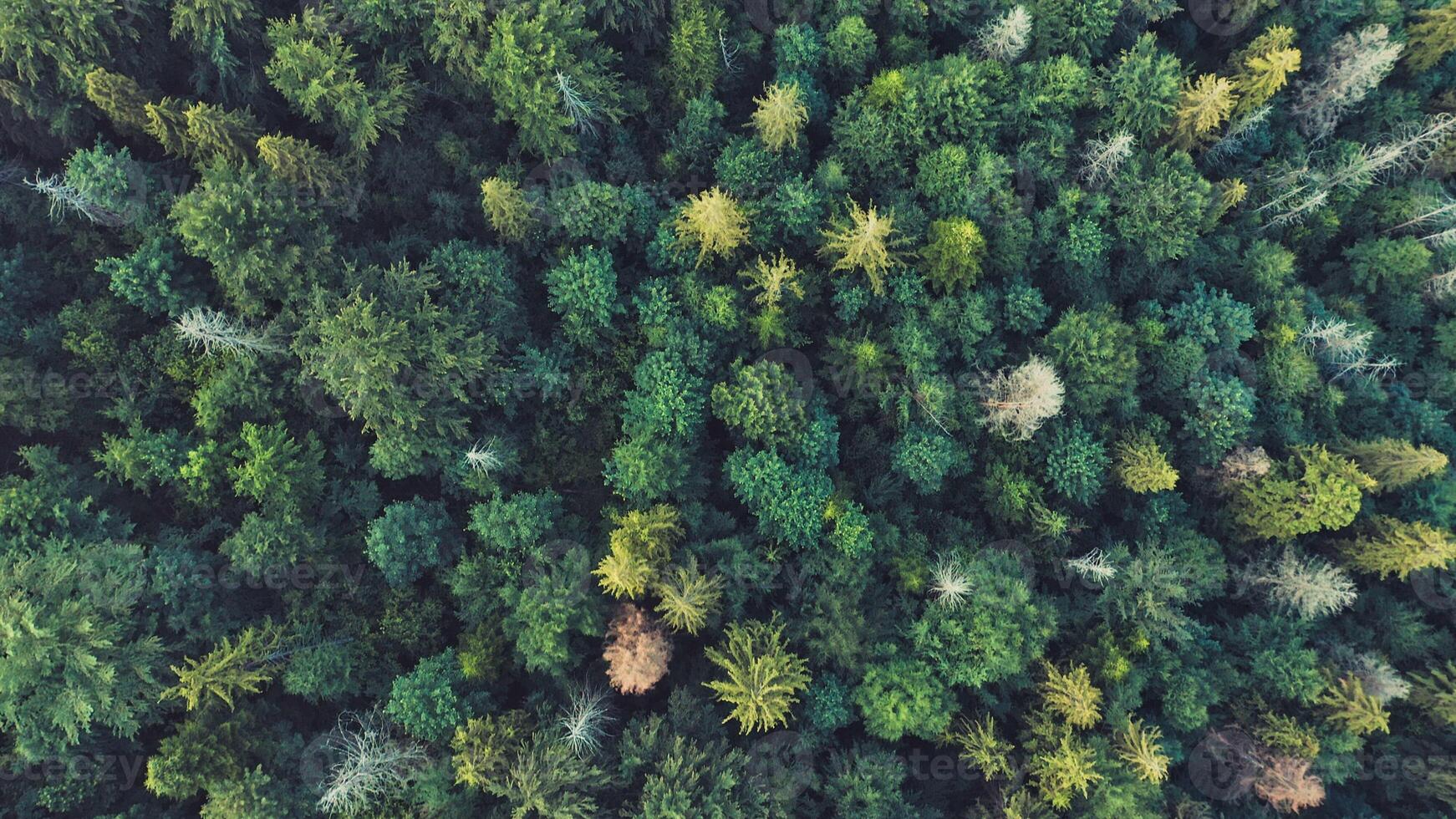 Aerial view of treetops in a mysterious colorful forest photo
