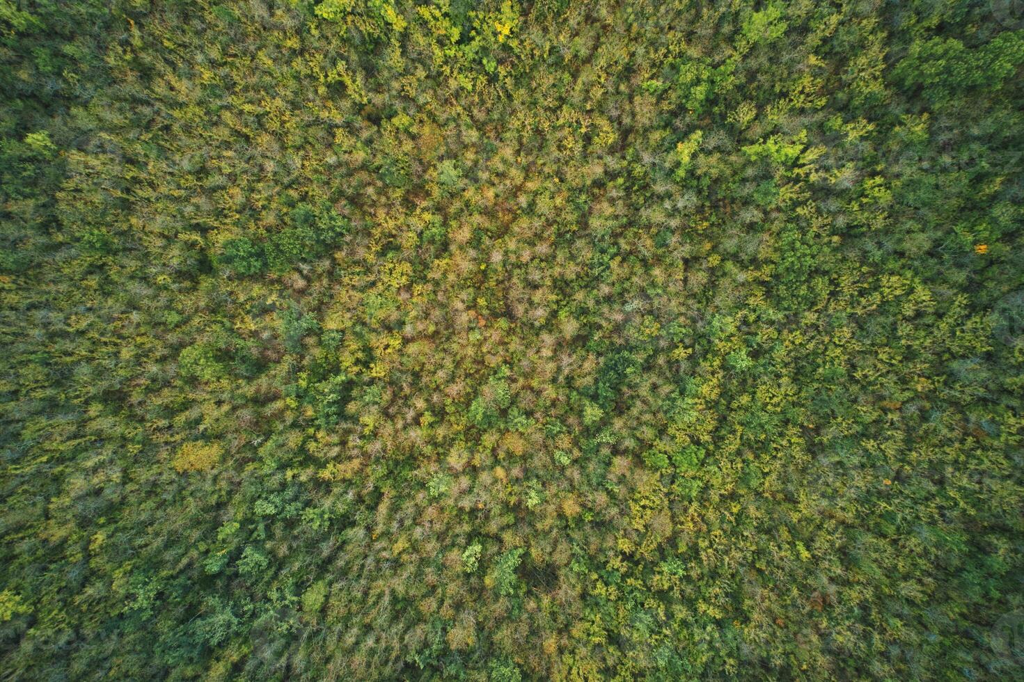 Aerial view of a autumn forest photo