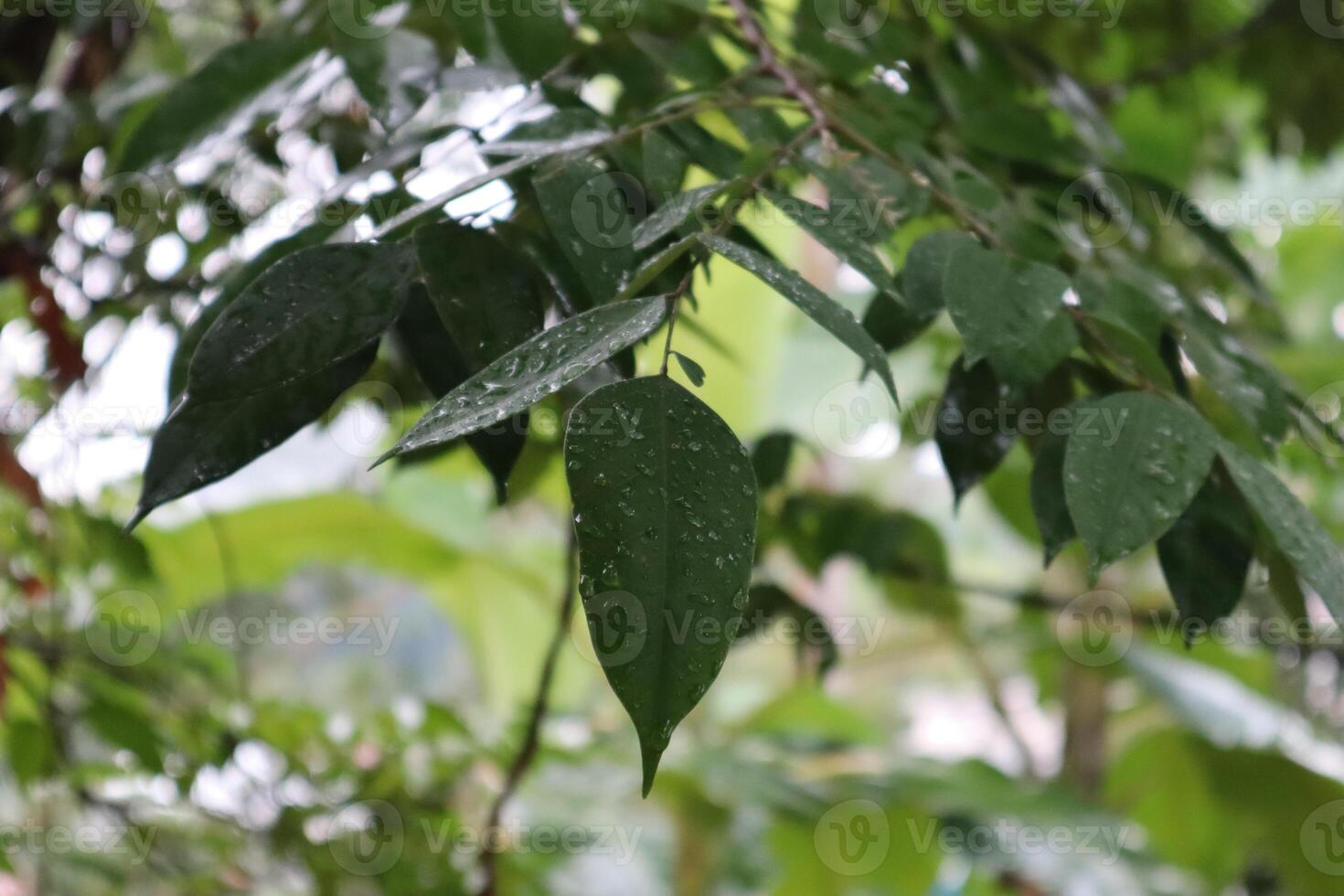 Raindrops on the leaves of a tree photo