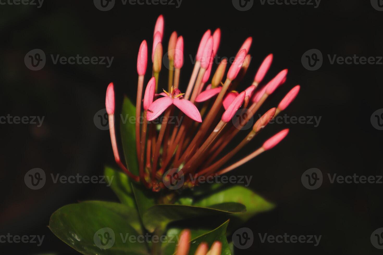pink flowers on black background photo