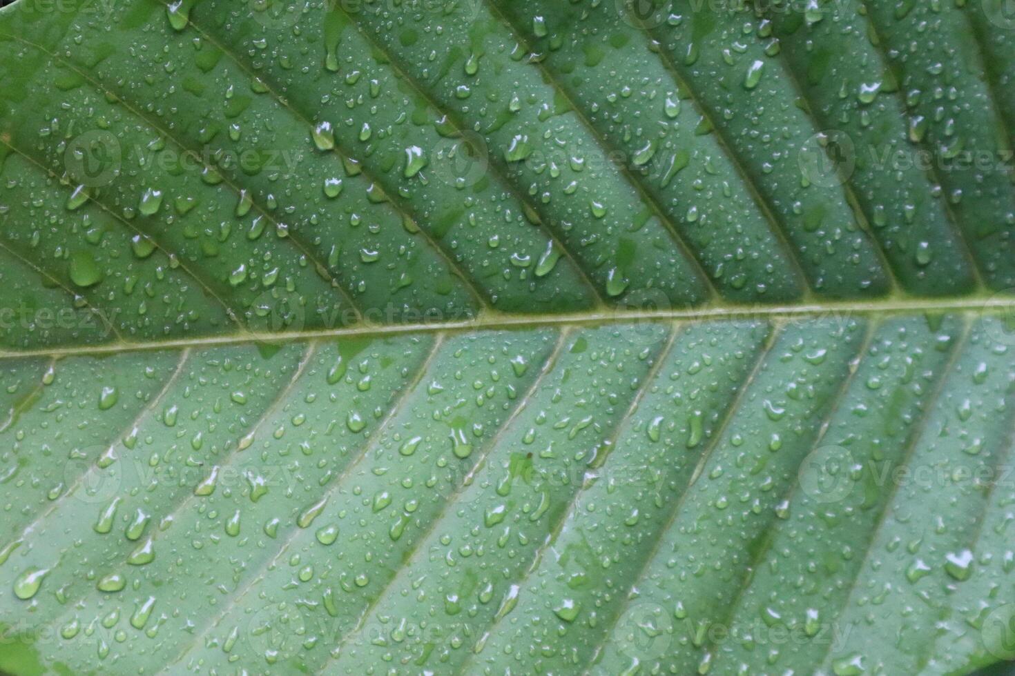 A close up of a leaf with water drop photo