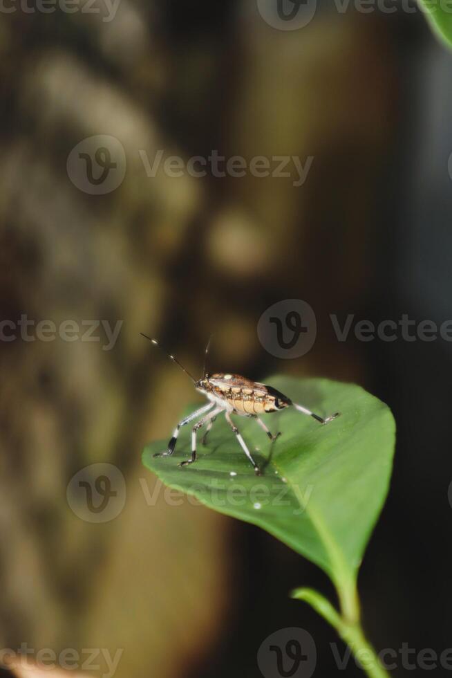 A bug on a leaf photo
