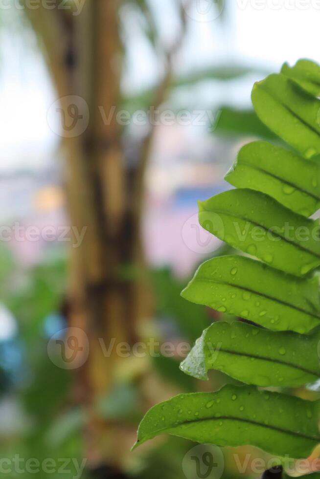 A green leaf with water droplets on it photo