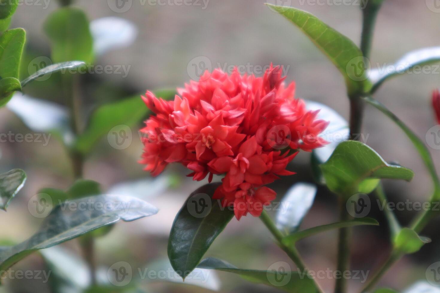 close up photo of small red flower