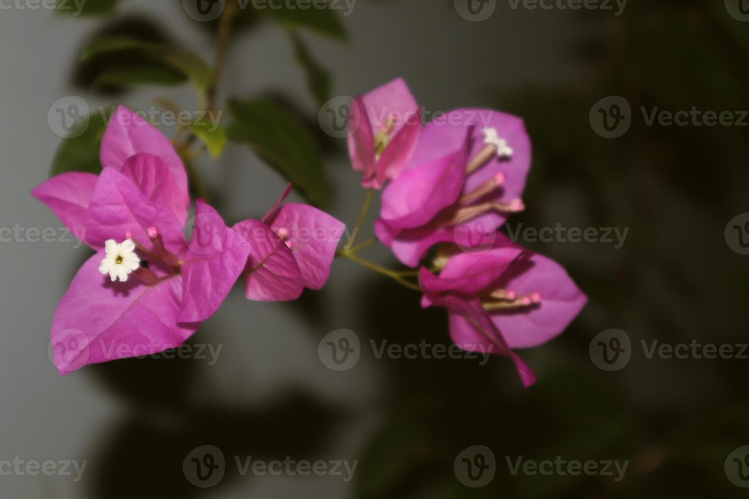 A close up of a purple flower photo