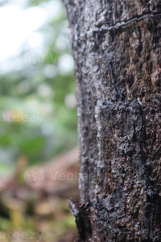A small lizard sitting on top of a tree trunk photo