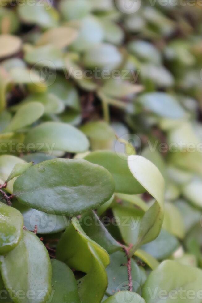 closeup of creeping plants on old tree branches photo