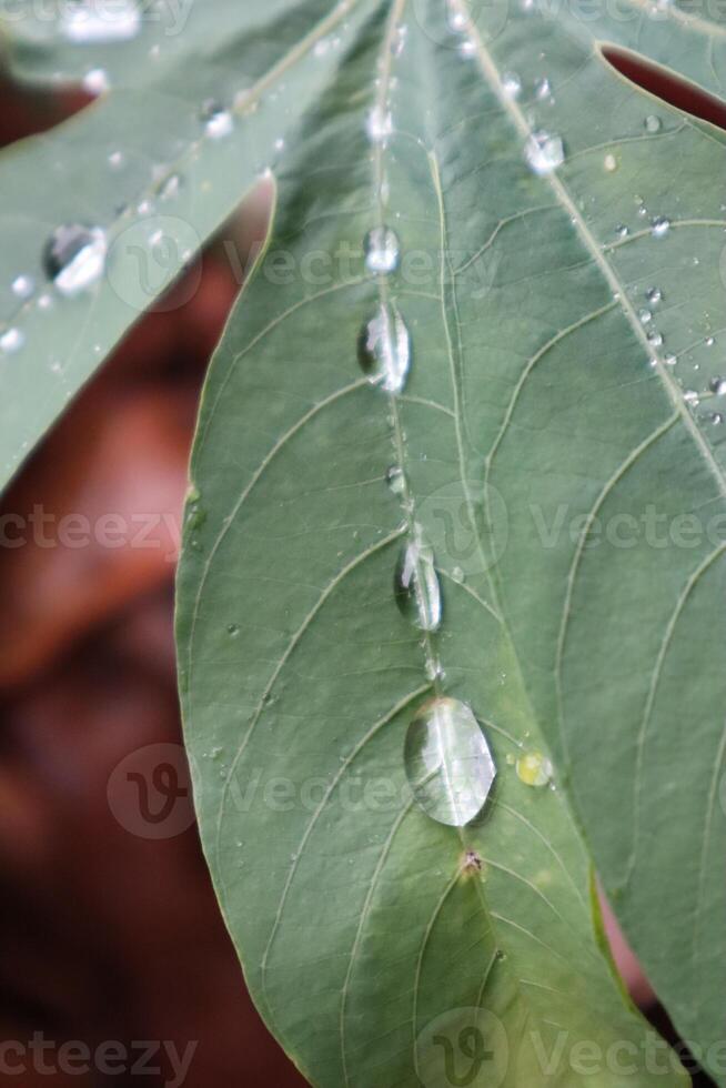 A close up of a leaf with water droplets photo