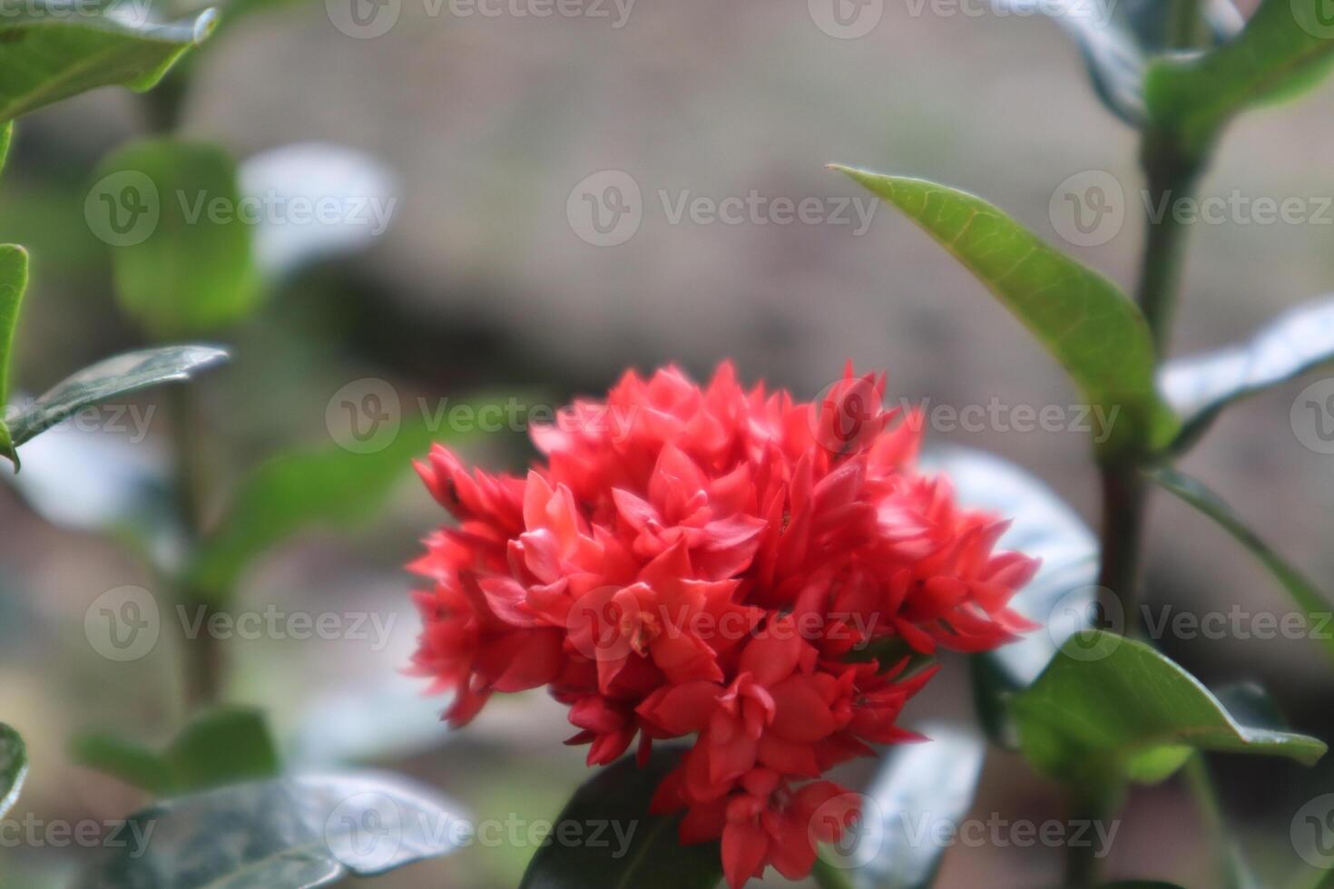 close up of a red flower photo