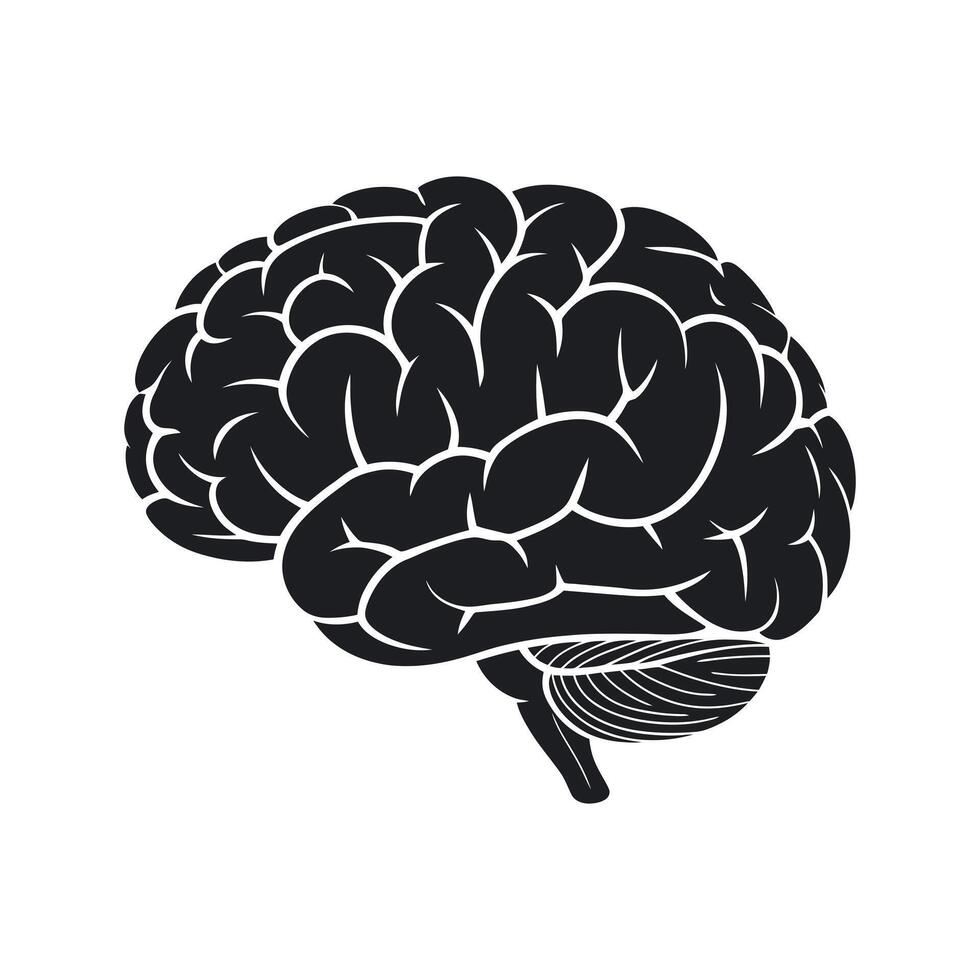 Monochrome Illustration of a Human Brain with Detailed Gyri and Sulci Representing Intelligence Thought and Neurological Complexity on a Clean White Background vector