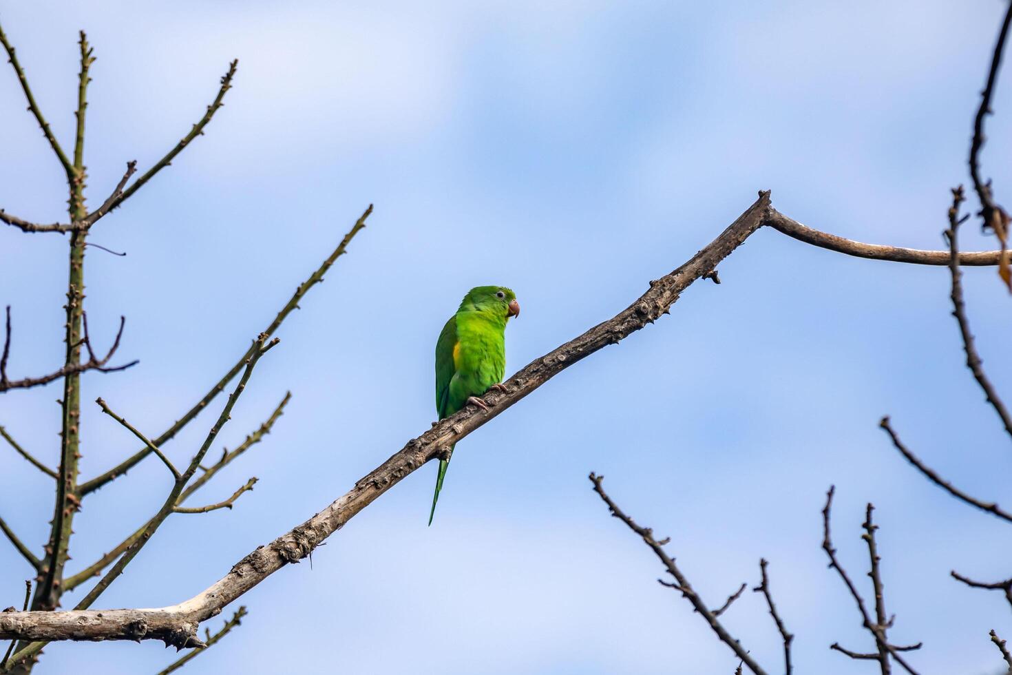 Wild green parakeet perched on tree branch with blue sky background closeup photo
