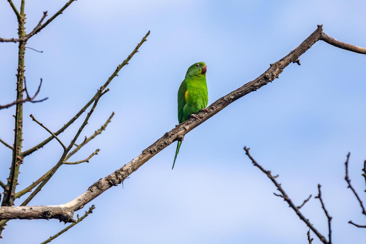 Wild green parakeet perched on tree branch with blue sky background free photo