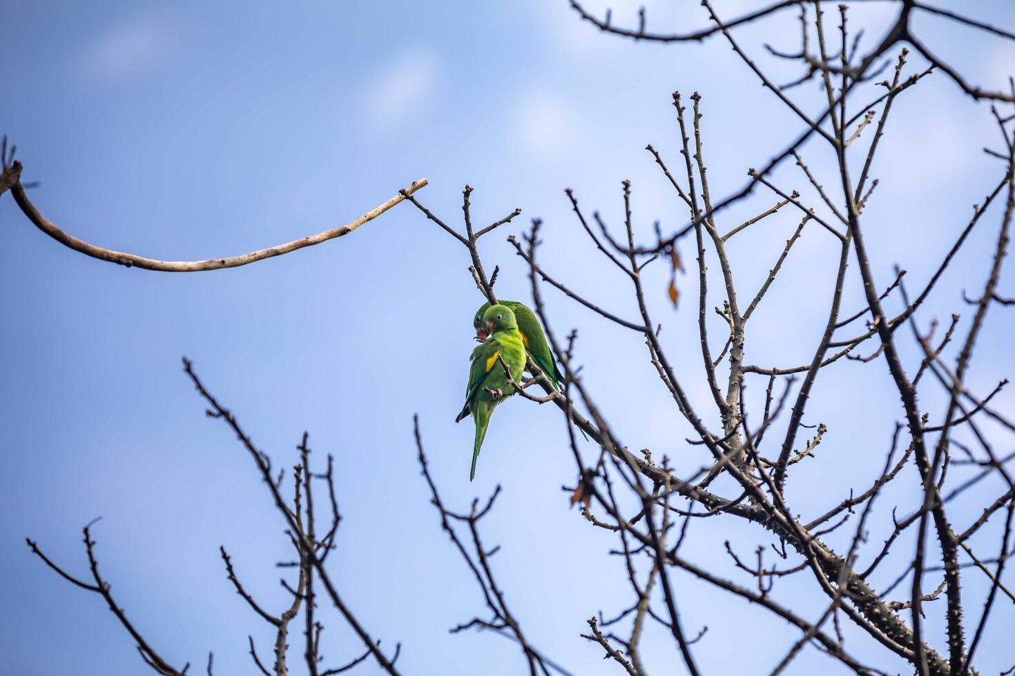 Wild green parakeet perched on tree branch with blue sky background photo