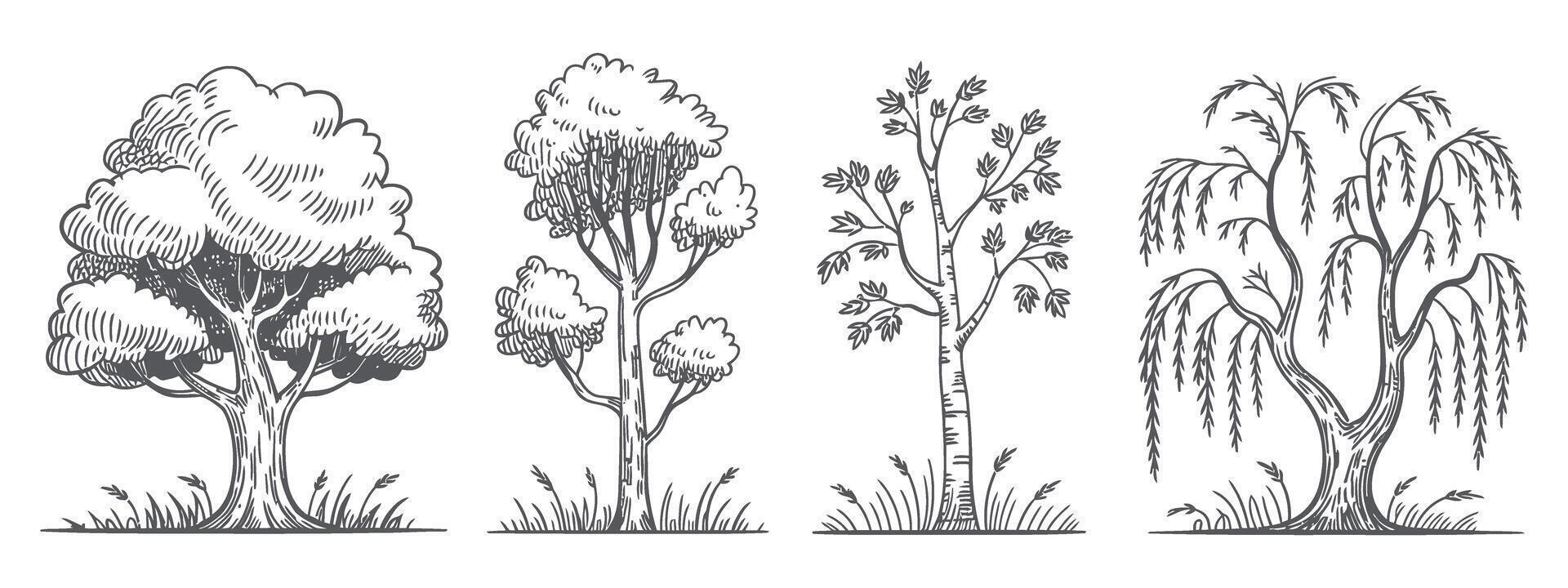 Hand drawn trees illustration set oak birch and weeping willow tree sketch isolated on white background illustration nature concept vector