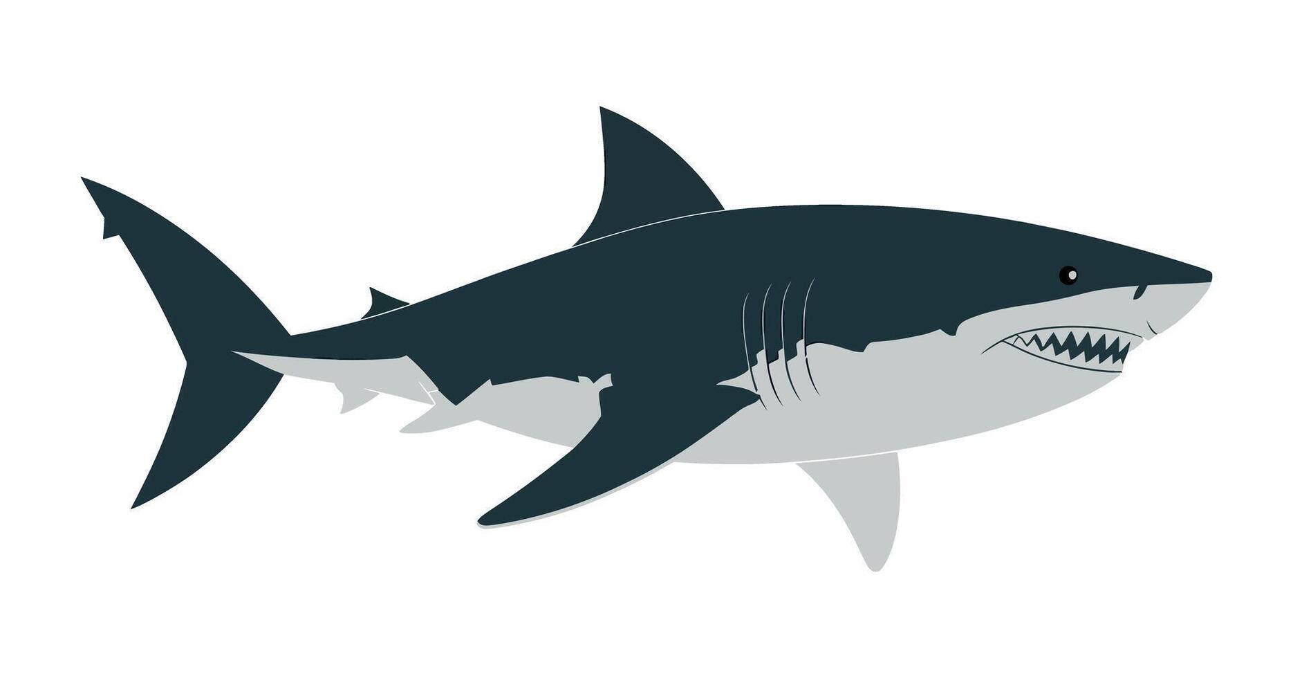 Illustration of a Great White Shark with a Dark Blue Back and Grey Underside on a White Background Showing Teeth and Fins vector