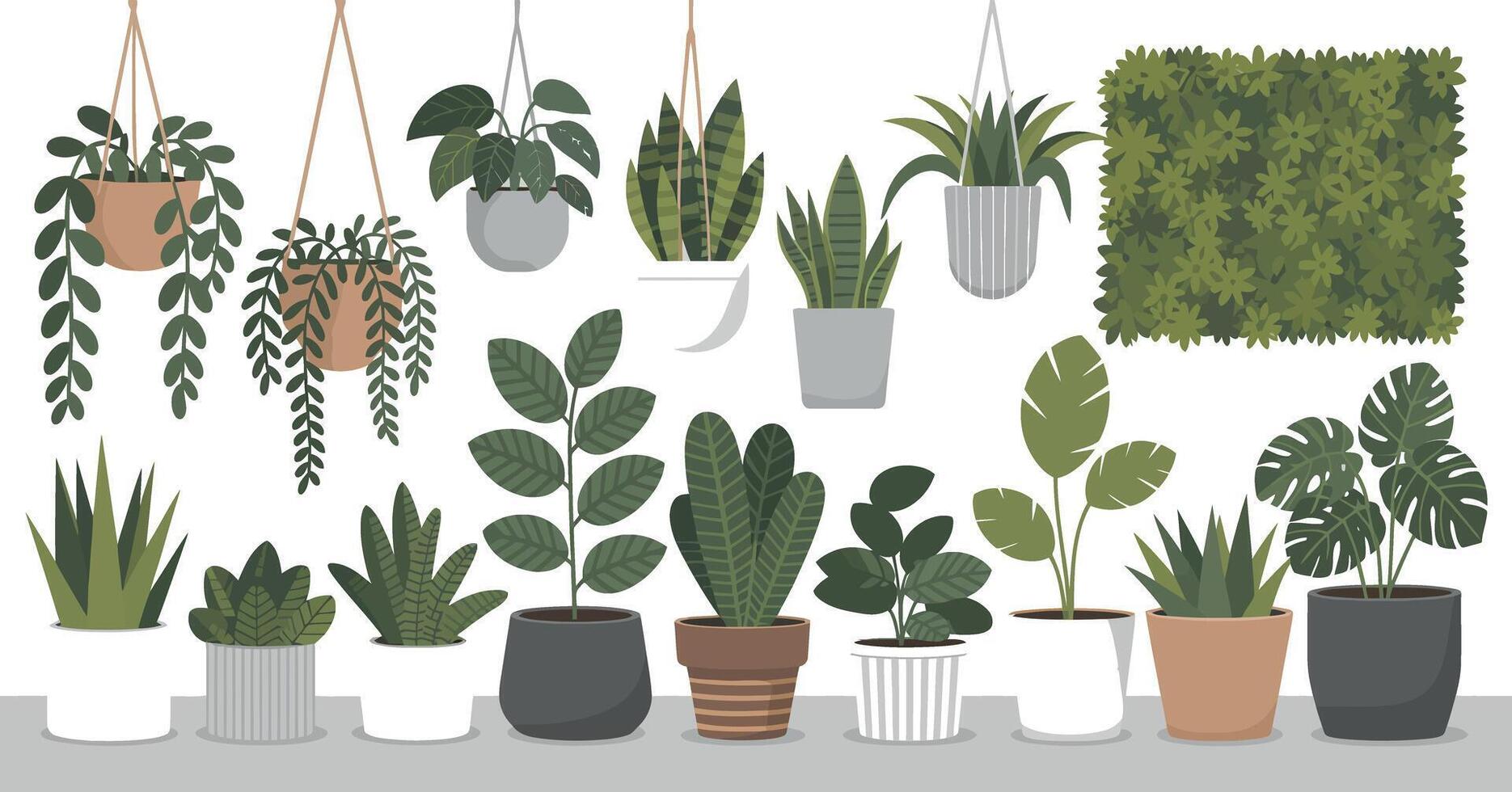 Collection of Potted Houseplants and Hanging Plants Including Snake Plant Monstera and Trailing Varieties in a Flat Style on White Background vector