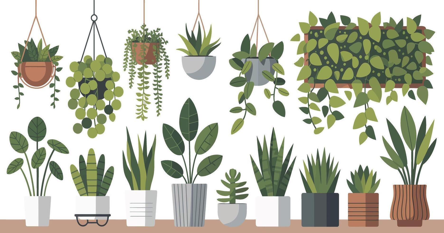 Collection of Various Potted and Hanging Plants Including Succulents Leafy Greens and Vines Arranged on a Shelf Isolated on White Background vector