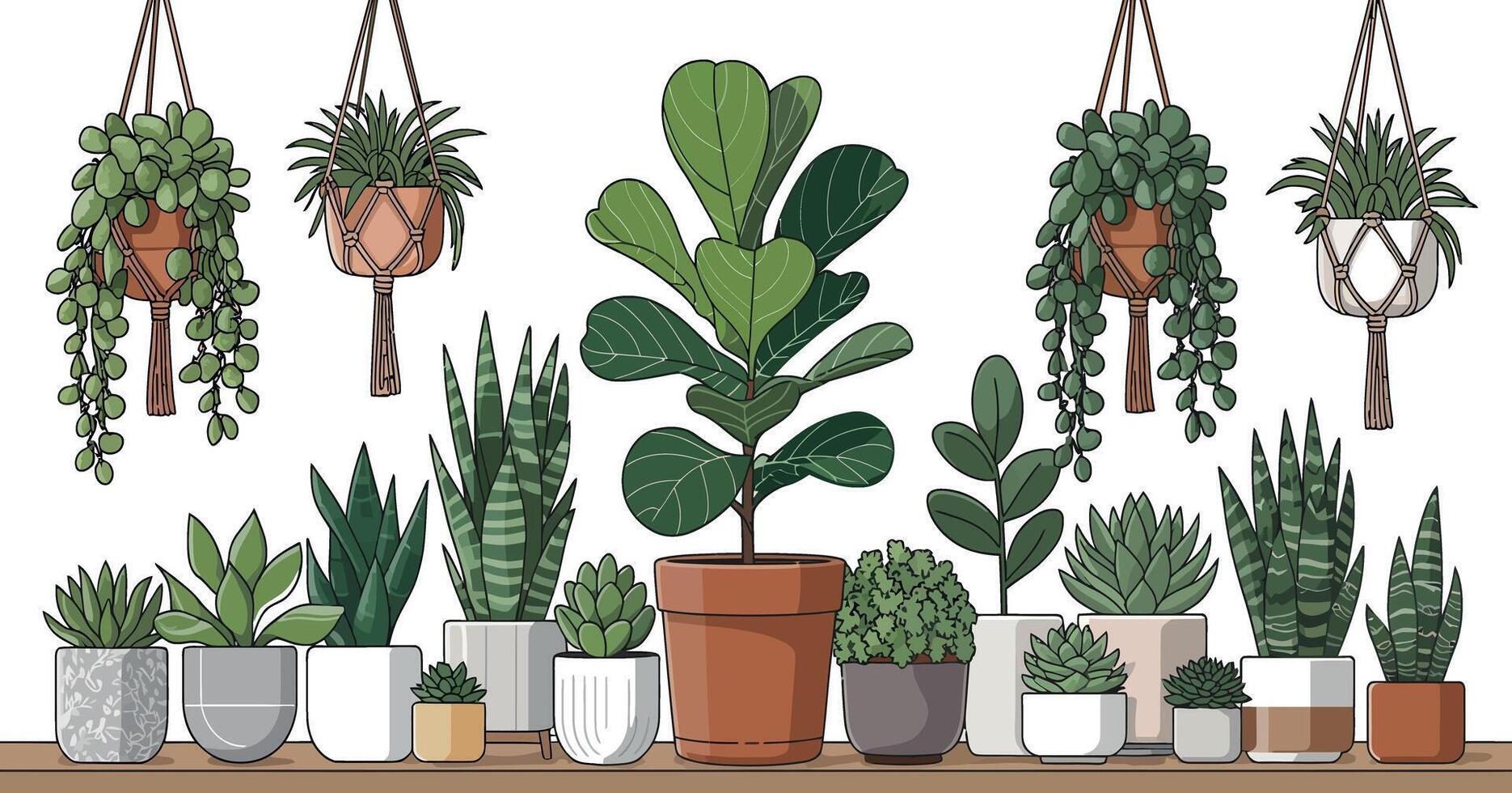 Collection of Potted Houseplants and Hanging Plants on a Shelf Including Fiddle Leaf Fig String of Pearls and Snake Plant Illustration vector