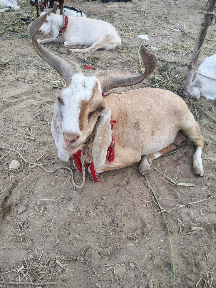 Resting Goat with Large Curved Horns and Red Tassel at Eid Market photo