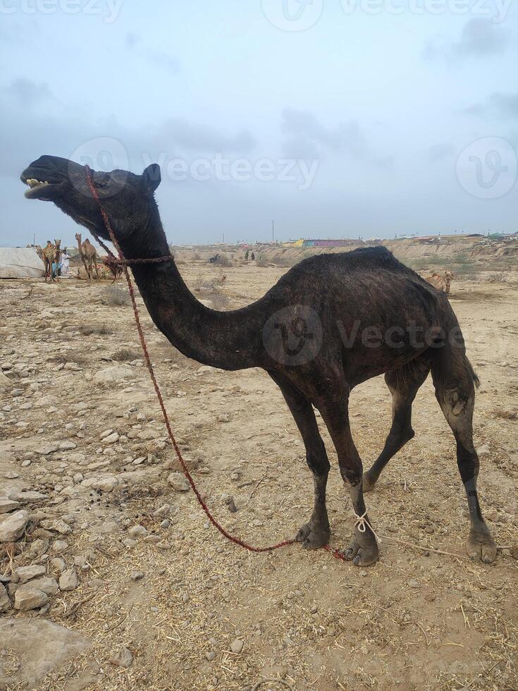 Dark Brown Camel Standing in Desert Landscape During Eid ul Adha photo