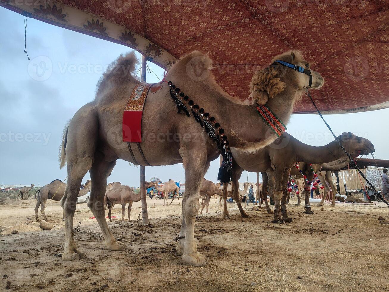 Camels Resting on Beach Under Red Awning During Eid ul Adha photo