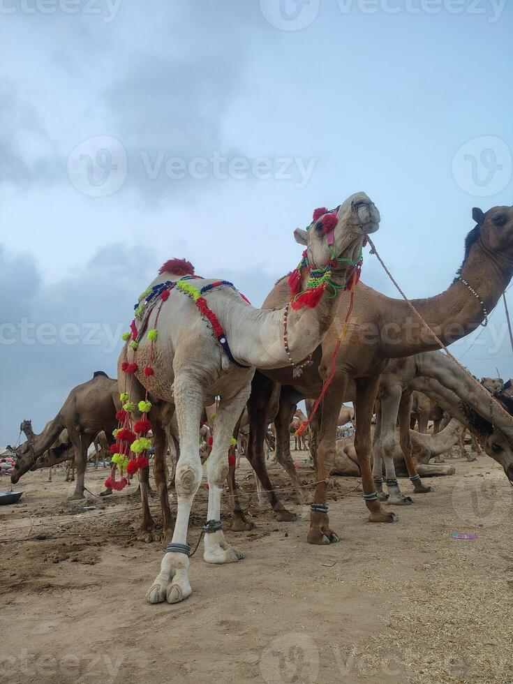 Resting Camels Adorned with Tassels at Qurbani Bazaar photo
