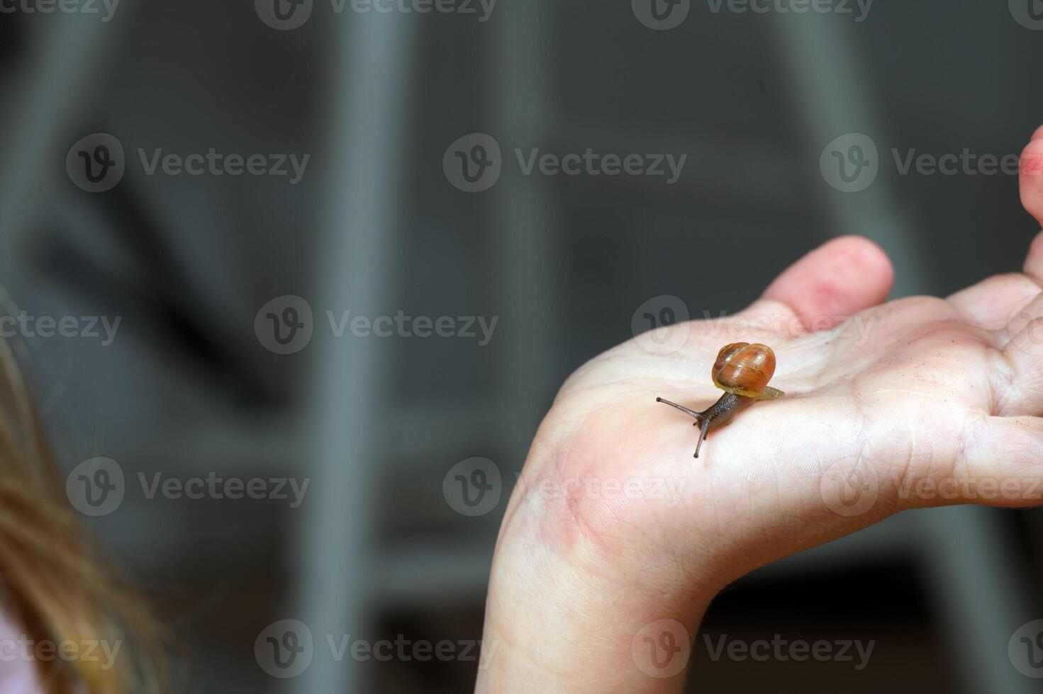 Small Snail Crawling on Open Palm photo