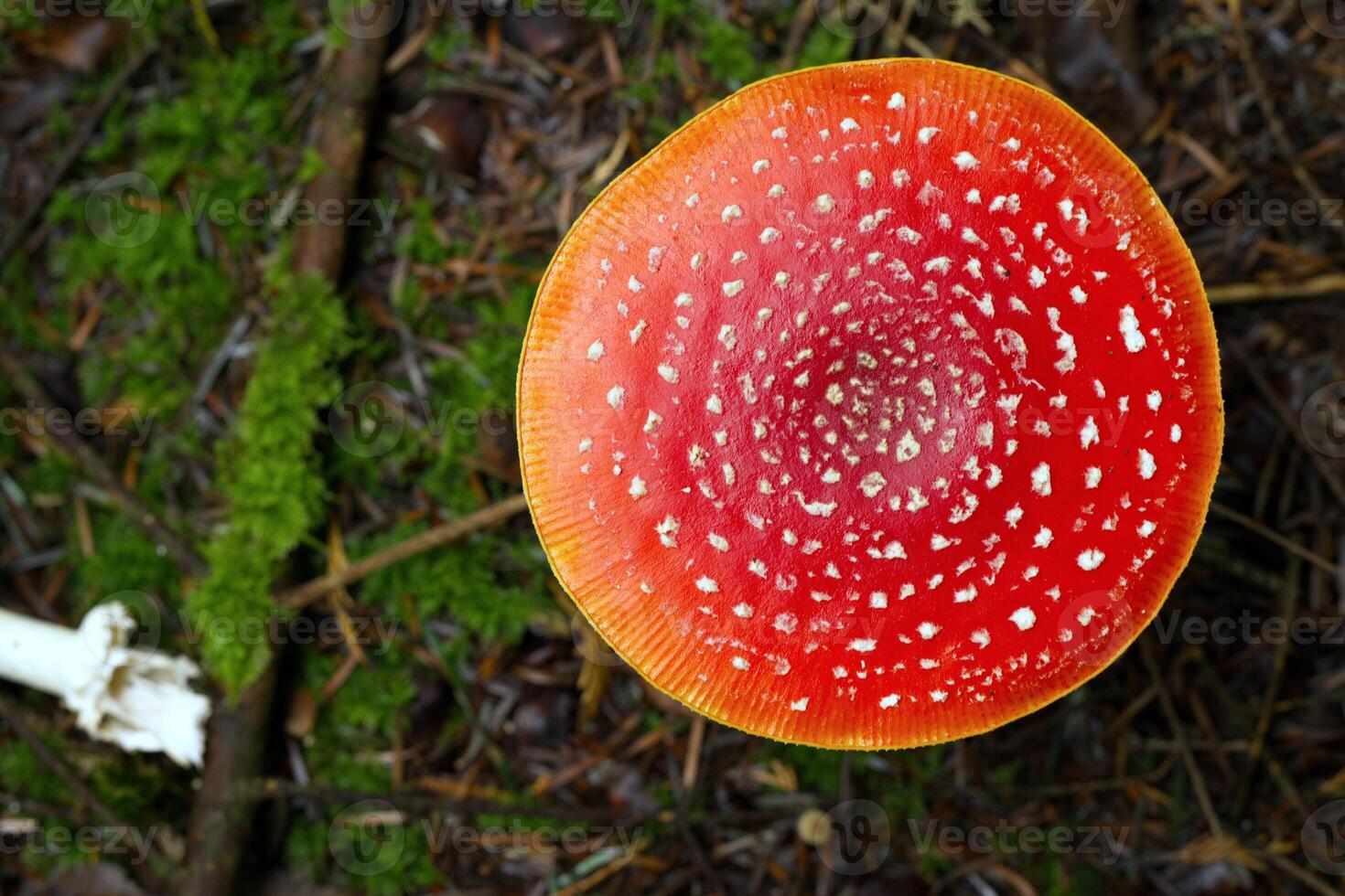 Red and White Spotted Mushroom in Forest photo