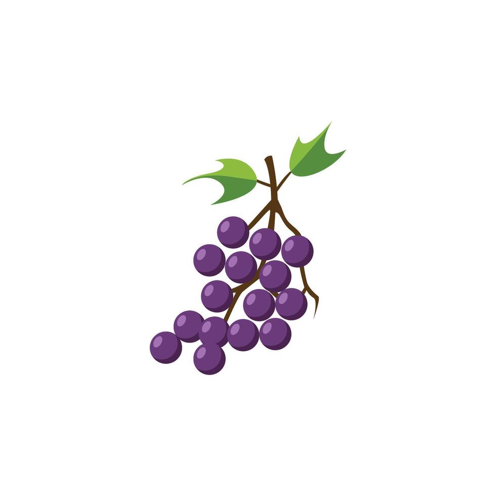 A bunch of grapes on a branch vector